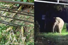 Wild elephant appears near Nghe An tourist spot