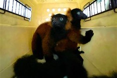 Rare twin red-ruffed lemurs born at Singapore zoo