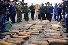 Illegally-traded ivory seized at Haiphong port