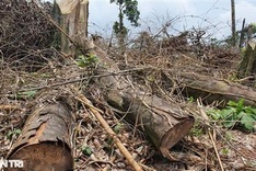 Quang Tri forest suffers illegal logging