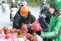 Chinese locality halts dragon fruit imports from Vietnam