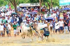 Ox racing festival in An Giang gears towards international status