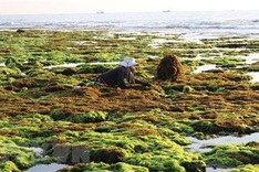Production links to boost seaweed farming in Vietnam: experts