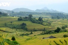 Rice harvest season begins in Ta Leng town