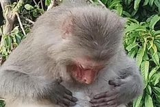 Monkey injured by human activities on Son Tra Peninsula