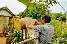 Bee colony collecting season in Ha Tinh