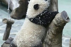 Second Taiwan-born panda cub makes media debut