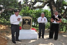 Ancient tea trees in Yen Bai receive recognition