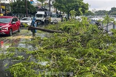 Heavy rains knock down trees, cause traffic jams in HCM City