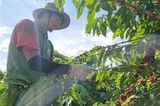 EU's new regulation on deforestation-linked products head-scratcher for Vietnamese producers