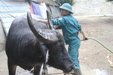 Fighting buffalo festival suspended