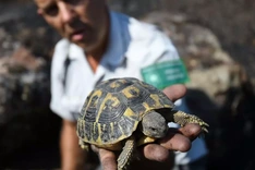 Rescuers race to save tortoises in France's burnt biodiversity hotspot