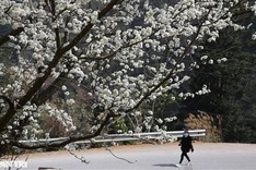 Ha Giang highlighted by spring flowers