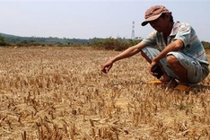 Rice fields abandoned as Binh Dinh suffers severe drought
