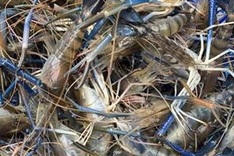 Deadly new seafood virus should be prevented: Ministry