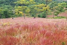 Stunning beauty of Lam Dong pink grass hills