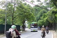 Hundreds of Dalat old trees to be cut down for road upgrade