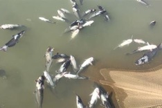Hydropower plant water release causes mass fish deaths in north