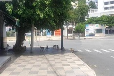 Vung Tau mountain monkeys look for food on streets