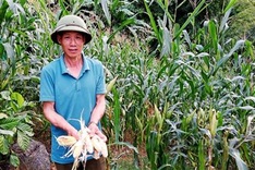 Dozens of monkeys damage crops in Son La