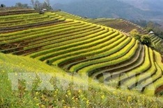 Yen Bai to host Mu Cang Chai Terraced Field Festival
