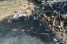 Hanoi water firm offers free water after contamination incident