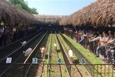 Pig races in the delta top tourist attraction