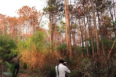 Hectares of pines poisoned in Lam Dong farmland grab