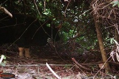 Endangered bison spotted at Phong Nha-Ke Bang National Park