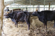 Phuoc Binh National Park rescues starving gaurs