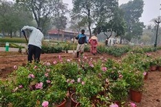 Over 10,000 rose trees to replace fence at Hanoi park