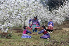 Bac Ha blossoms with flowering plum trees