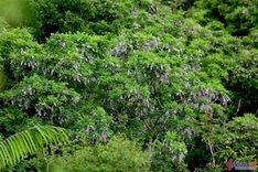 Son Tra Peninsula blooms