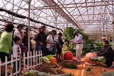 Agricultural tourism projects halted in Dalat