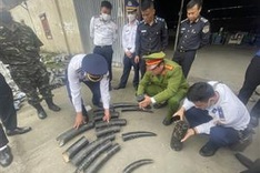 1.6 tonnes of ivory seized in Haiphong