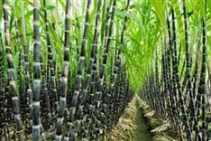 Vietnam imposes anti-dumping tax on sugar imported from Thailand