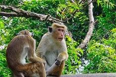 Cash-strapped Sri Lanka scraps monkey business plan