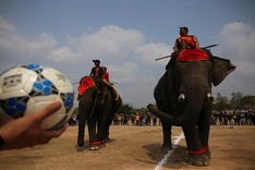 Elephants join football match at Buon Ma Thuot Coffee Festival