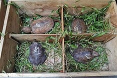 59 turtles smuggled in Nghe An