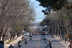 Bauhinia flowers blooming on Da Lat streets