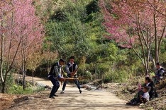 'To day' flower season in Mu Cang Chai