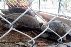 Rare turtles found at Quang Nam coffee shop