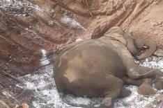 Another domesticated elephant in Dak Lak dies