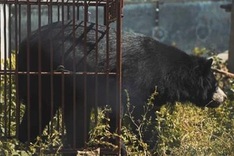 Education for Nature-Vietnam calls for bear protection in short film