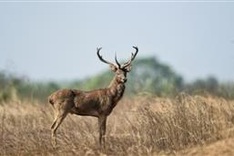 Crowdfunding brings life-saving water to Myanmar's deer