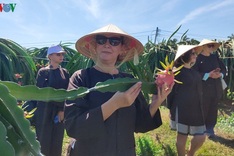 Binh Thuan launches tours to local dragon fruit gardens
