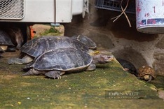Rare turtles at HCM City pagoda rescued