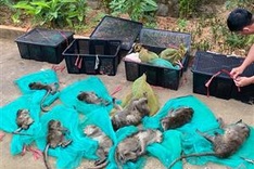 Man found transporting 17 endangered monkeys on Con Dao