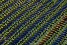 HCM City flower village gears up for Tet