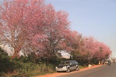 Cherry blossoms warm up Da Lat’s winter